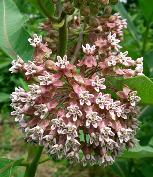 Working with Milkweed and Monarchs - Envision Frederick County