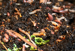 GREEN DRINKS! March 20: Vermicompost with Linda Norris