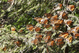 Climate Change and Monarch Butterflies