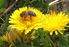 In Search of Dandelions: A Bee’s Journey