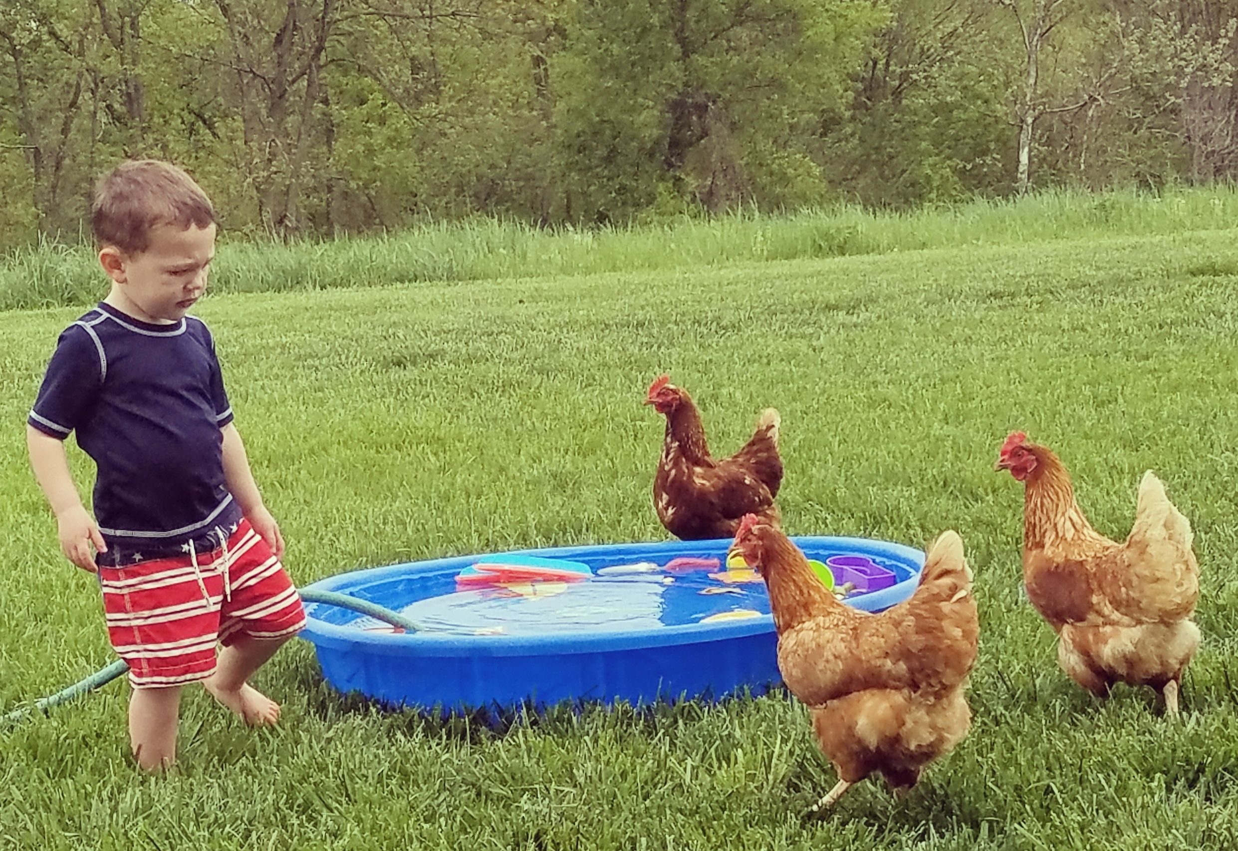 Backyard Chickens in Middletown